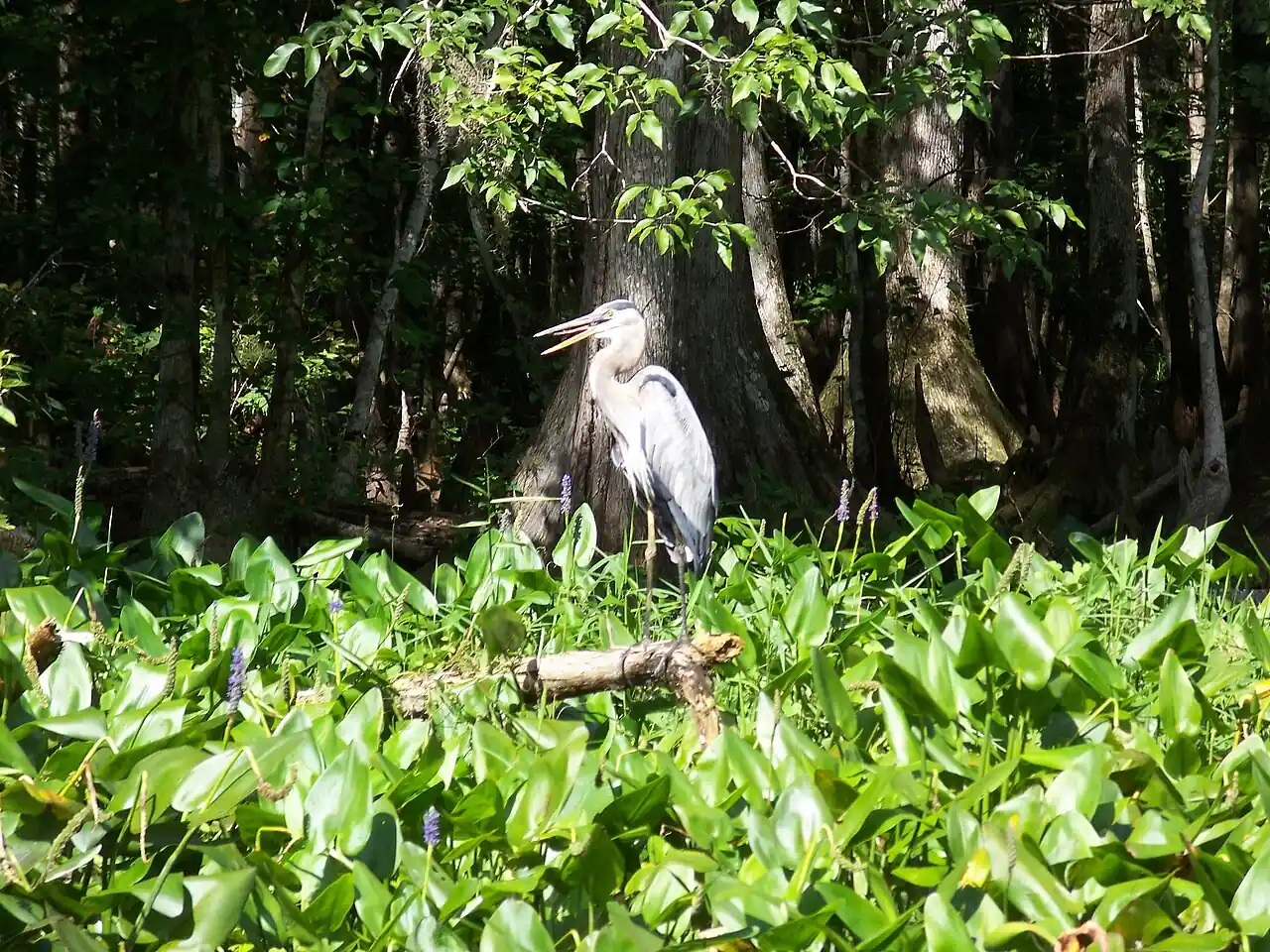 Wading birds on the tea-coloured Silver River in Marion County, cypress and palm along the bank.