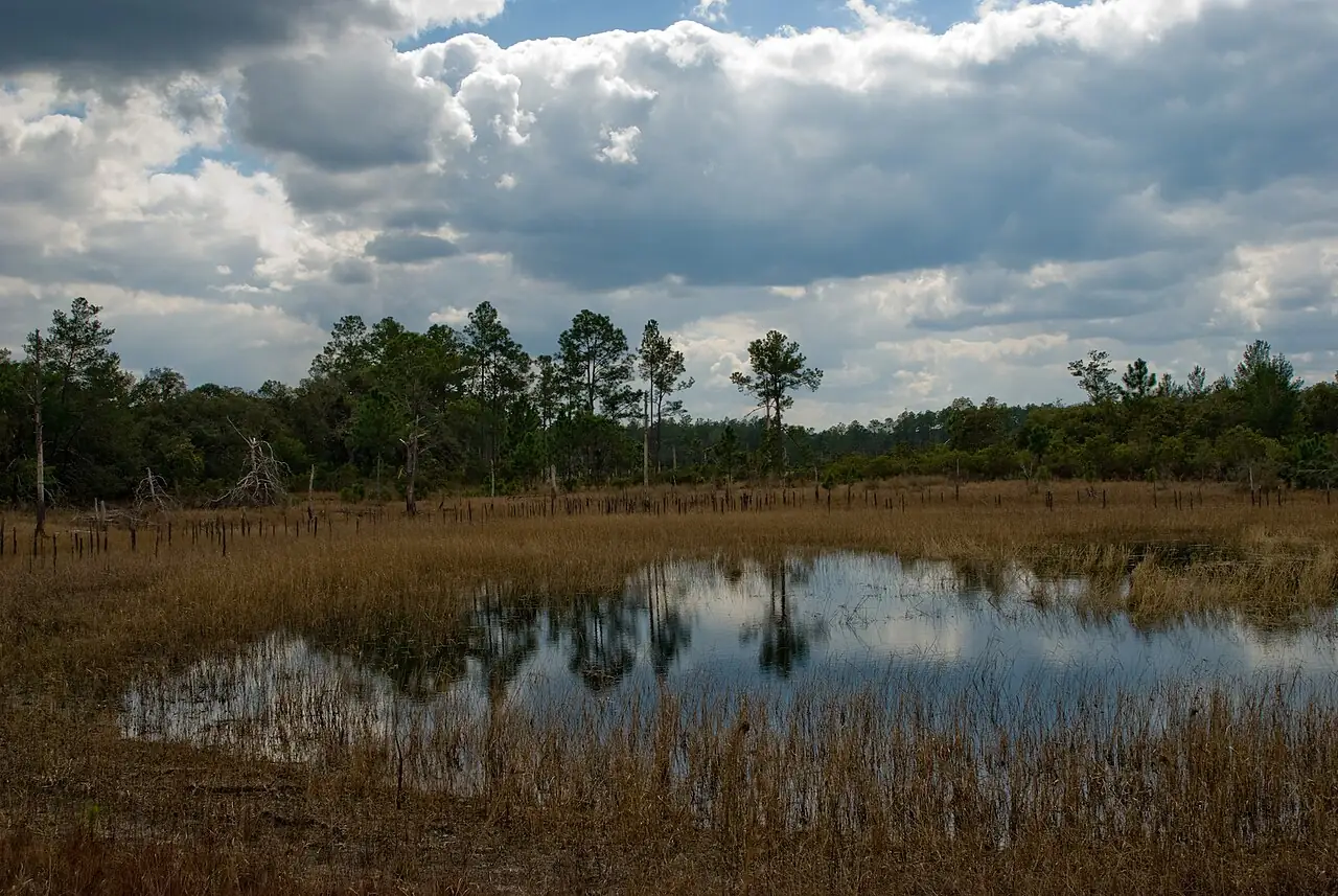 Open wet prairie fringed with pines and palmetto in the Ocala National Forest, Marion County.
