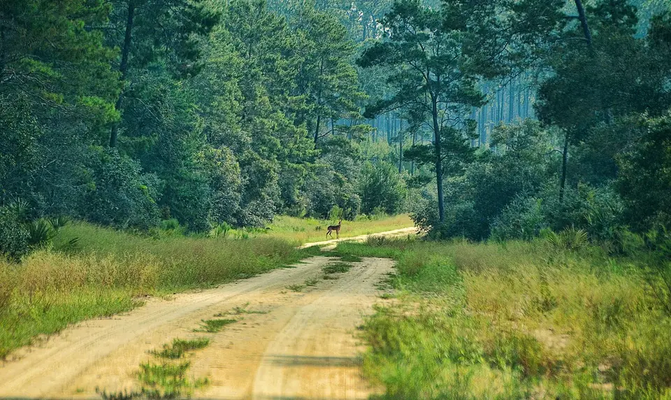 Long-leaf pines and scrub along a sand track in the Ocala National Forest under a broad sky.