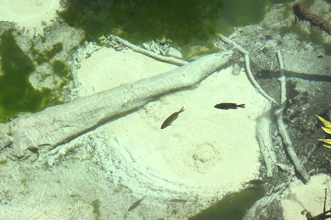 Clear spring water running through the palm and oak hammock at Juniper Springs in the Ocala National Forest.