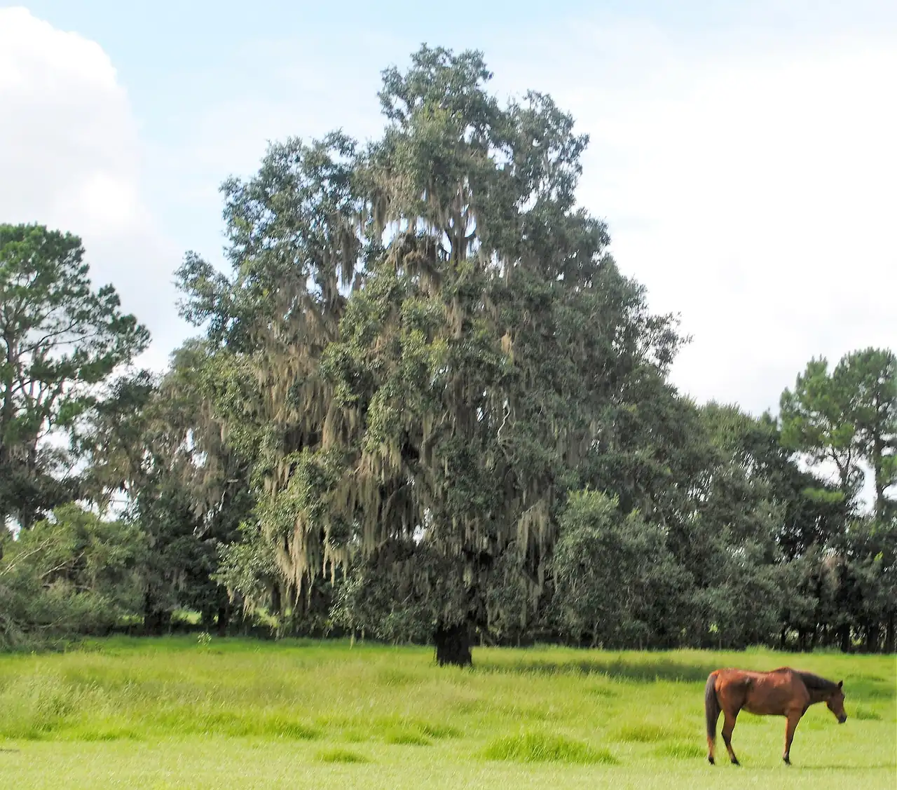 A horse grazing in an open Marion County pasture in front of a large live oak draped with Spanish moss.